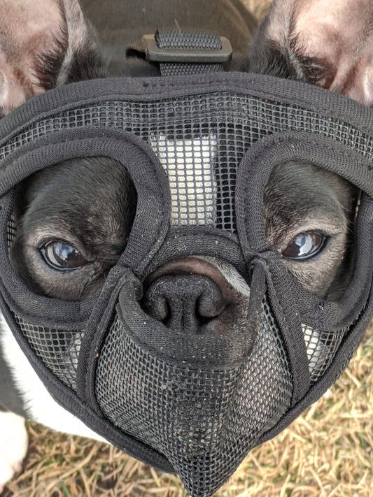 Every dog needs a muzzle