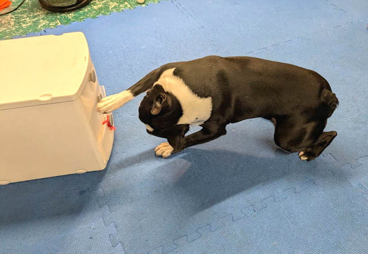 Dog Training Games - You Can Quit. But You Can't Give Up