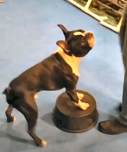 Does your dog know where his butt is?