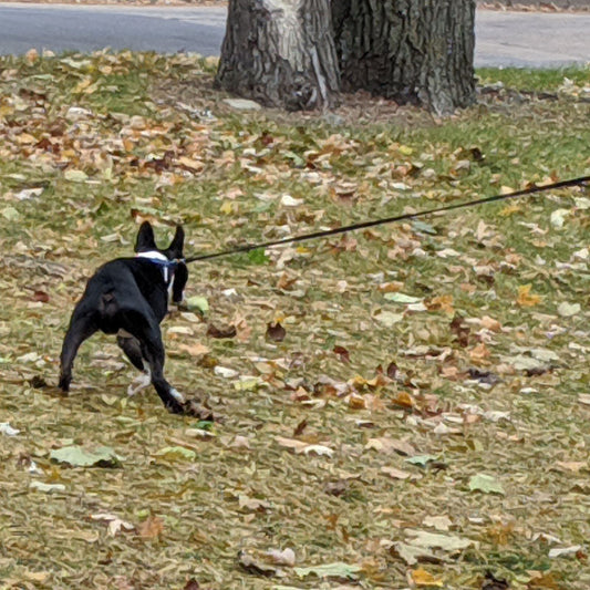 Don't even bother telling your dog to "calm down"