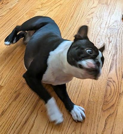 Treat your dog’s symptoms