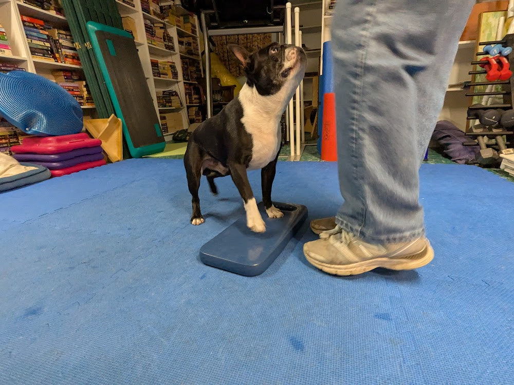 Dog Training Game "Stomp"
