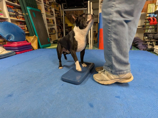Dog Training Game "Stomp"