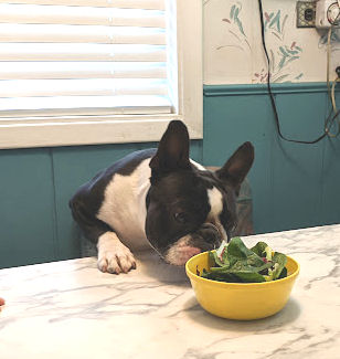 How to stop your dog counter surfing