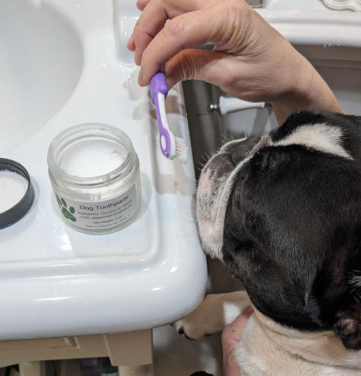 Teach your dog care behavior