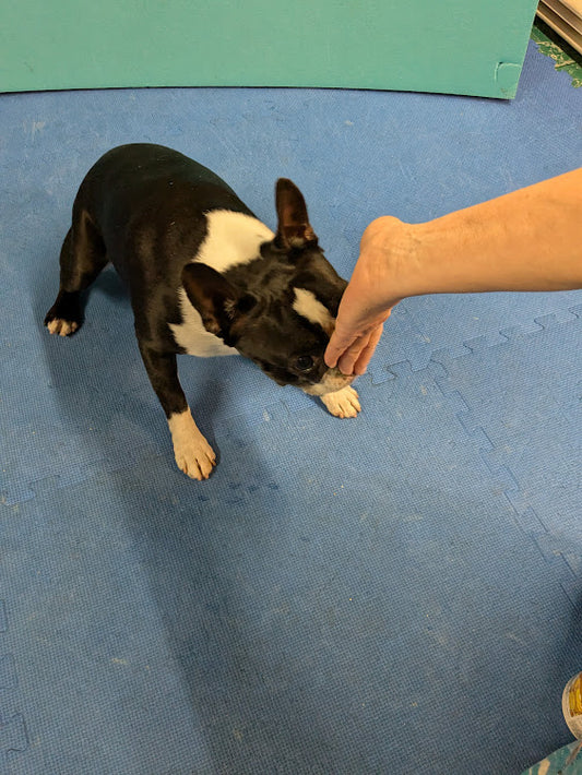 Your Dog's "Reactivity" is Just Exuberance: Time to Learn "Touch!"