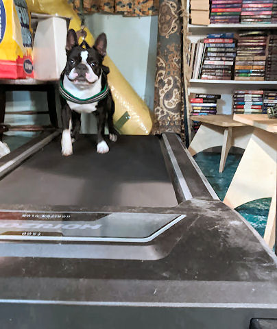 Train your dog to walk on a treadmill