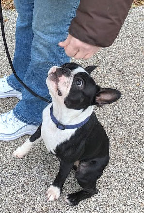 Careful where you put it! - your dog's reward, that is.