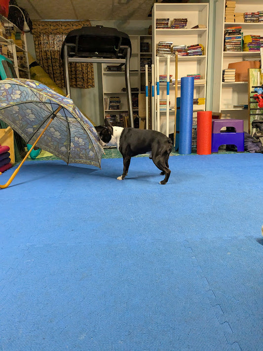 Dog Training Game: What's That?