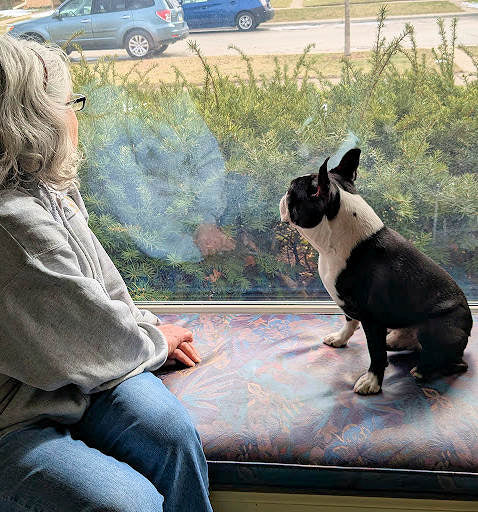 The "Sight Seeing" Game: Quieting Your Barking Dog