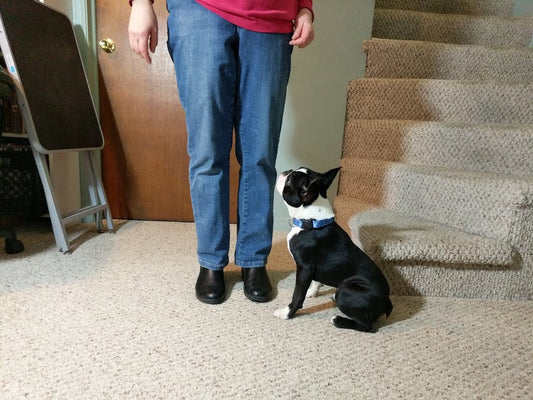 Stairs are hard for dogs