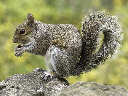 Are you boring your dog? Be better than SQUIRREL!