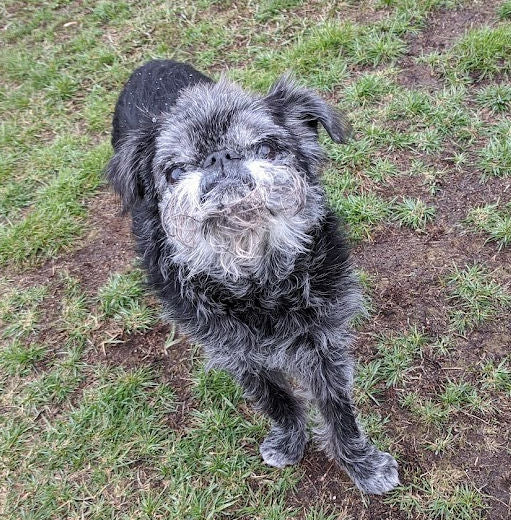 Training Games help dog fitness