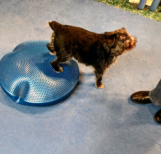 Dog Training Game: Paws and Boots