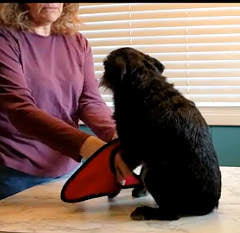 How to Train Your Dog to Love Their Harness: The "Gear Up!" Game