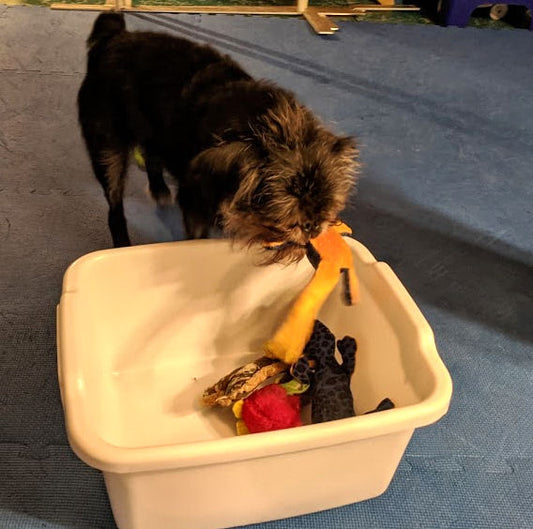 "Carry It!" — Turning a Cute Trick Into a Dog Life Skill