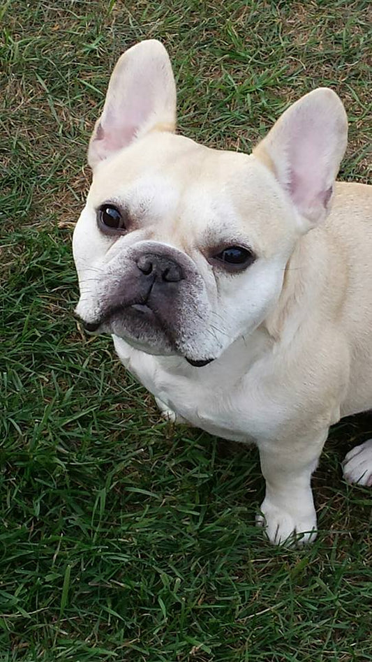 Let your dog look