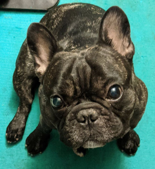 The Doggy Paycheck: Why Your Pup Won’t Work for Free