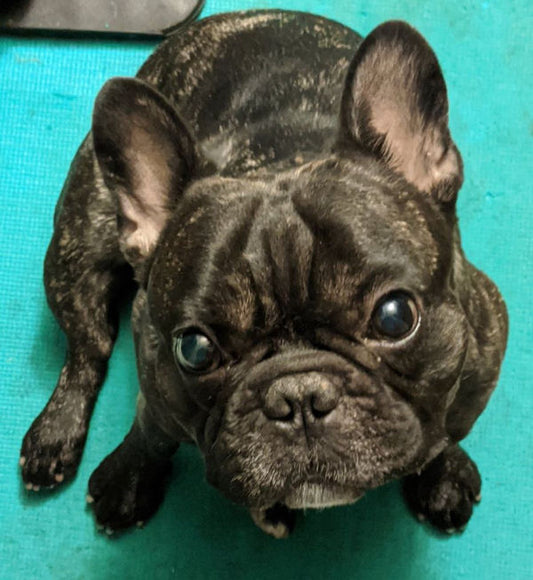 The Doggy Paycheck: Why Your Pup Won’t Work for Free