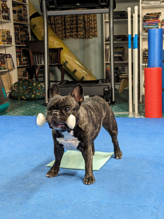 Teaching "Fetch!"