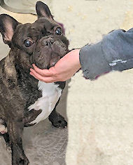 Dog Training Game: Gimme your face!