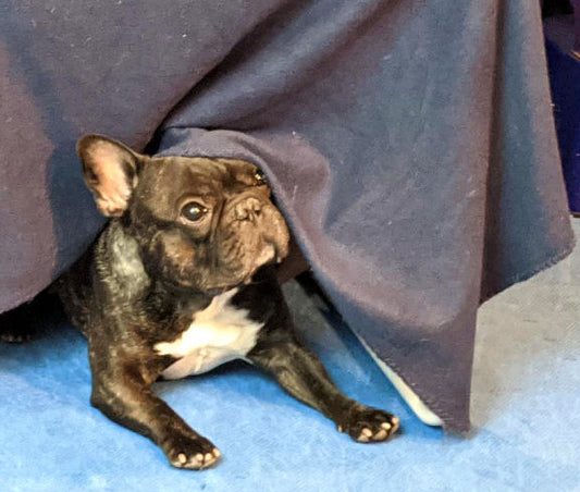Dog trick training - how to & why!