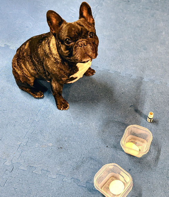 Find It! Dog Game