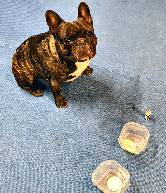 Find It! Dog Game