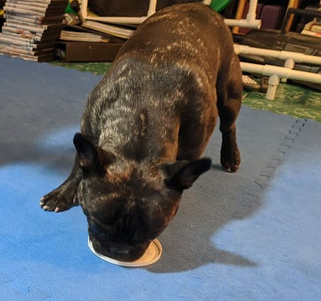 Start training dog tricks with target practice