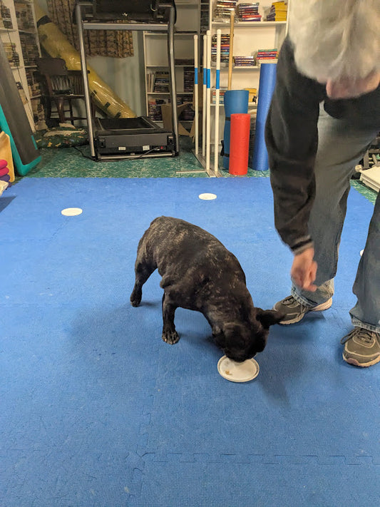 Dog Tricks 101