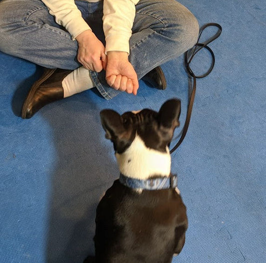 Dog Training Game: Get it! / Leave it!