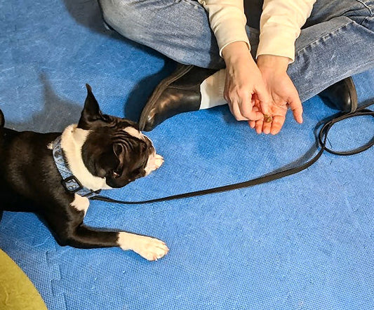 Your dog can control his impulses