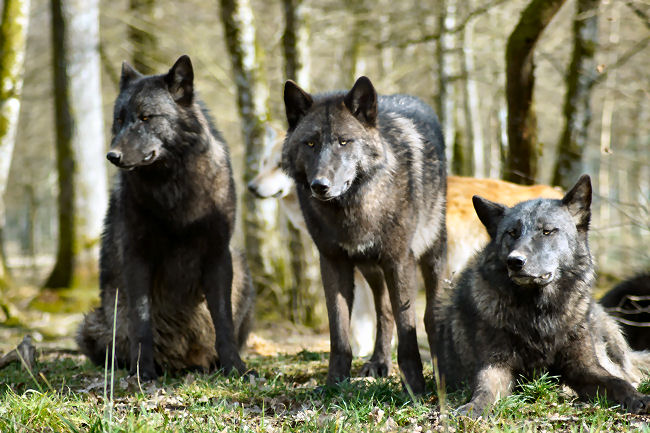 Pack dog training debunked