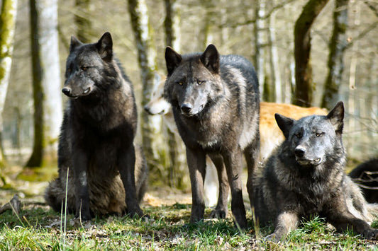 Pack dog training debunked