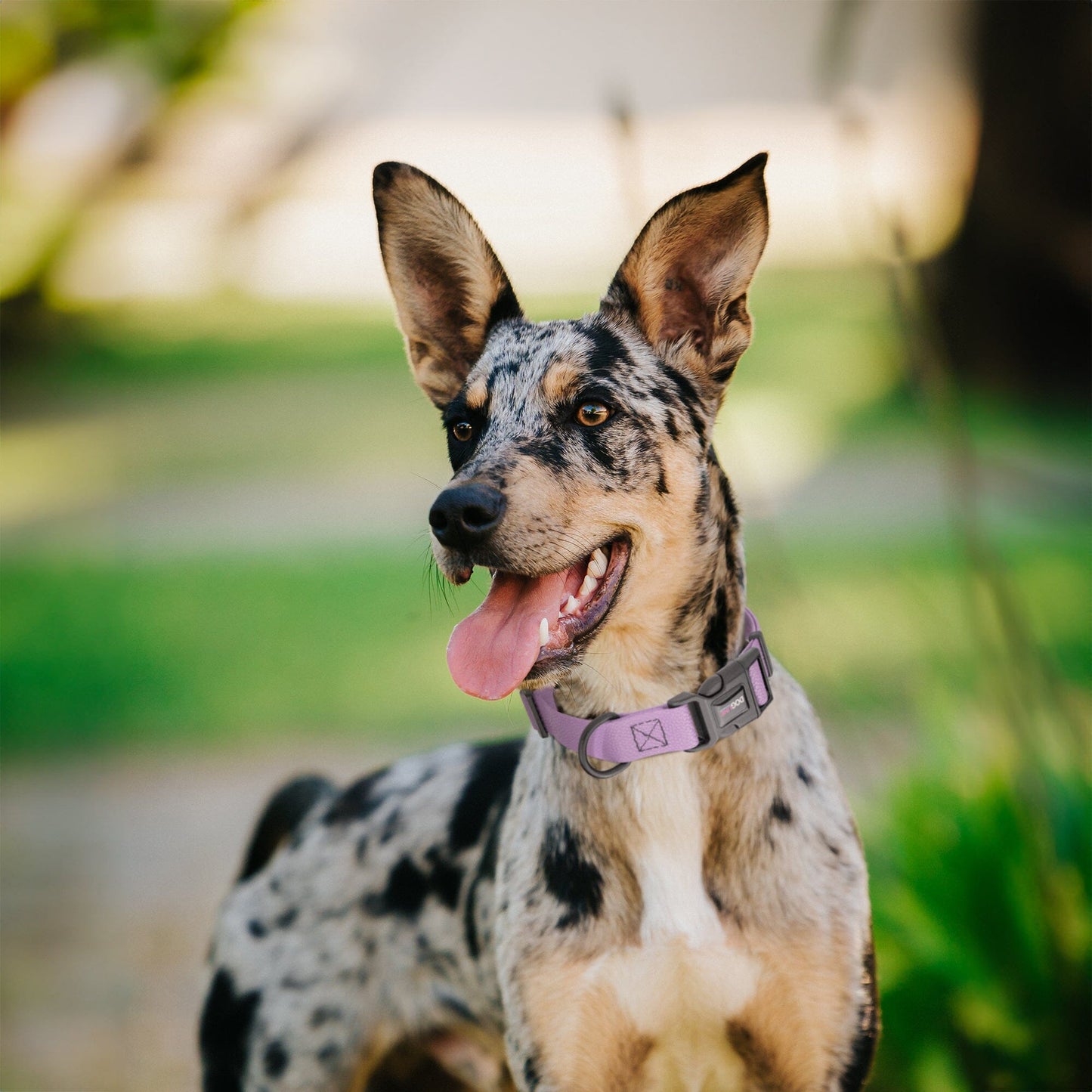 Pebble Emboss Biothane Dog Collar with Quick Release Buckle - Partner Brand