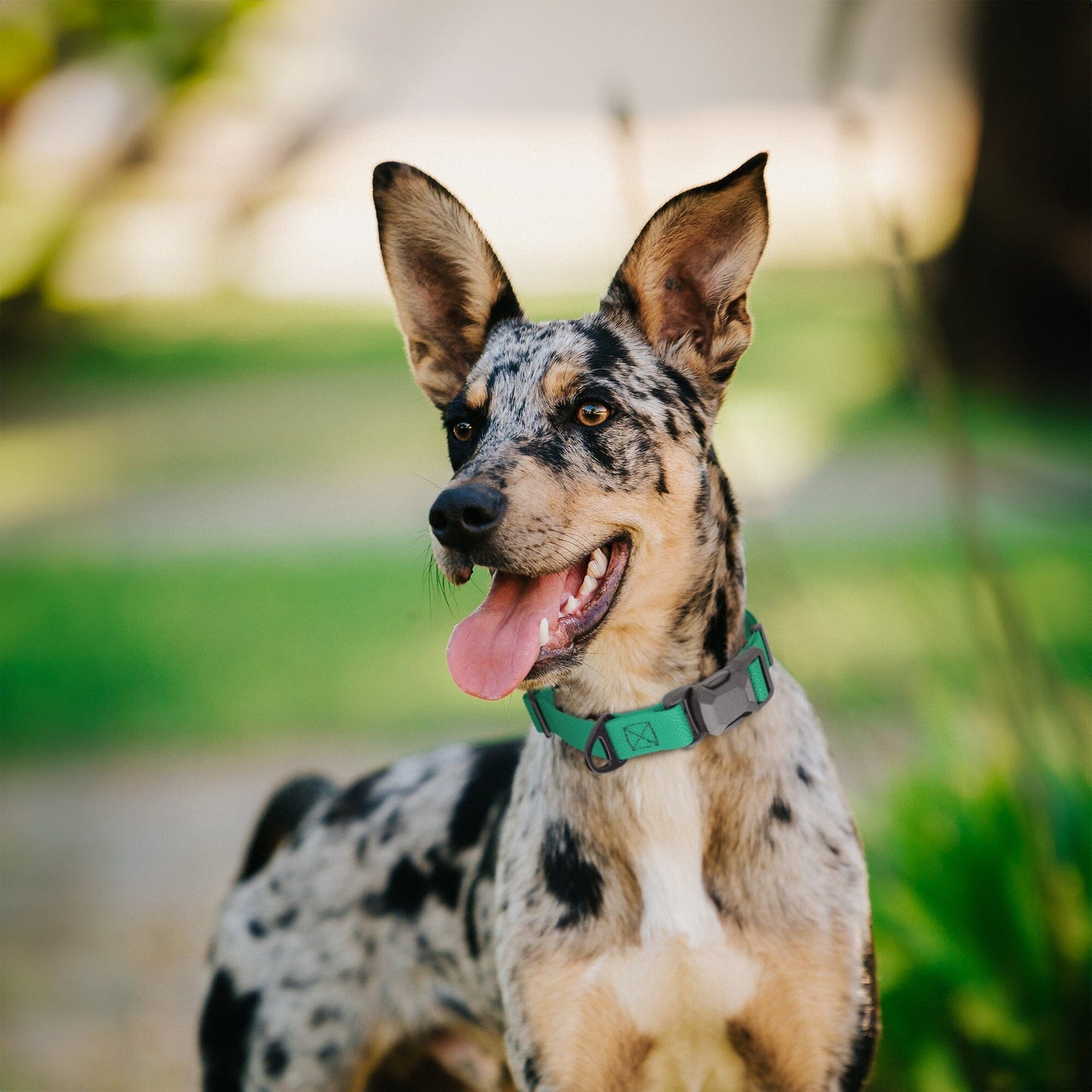 Dogline Pebble Emboss Biothane Dog Collar with Magnetic Buckle - Partner Brand