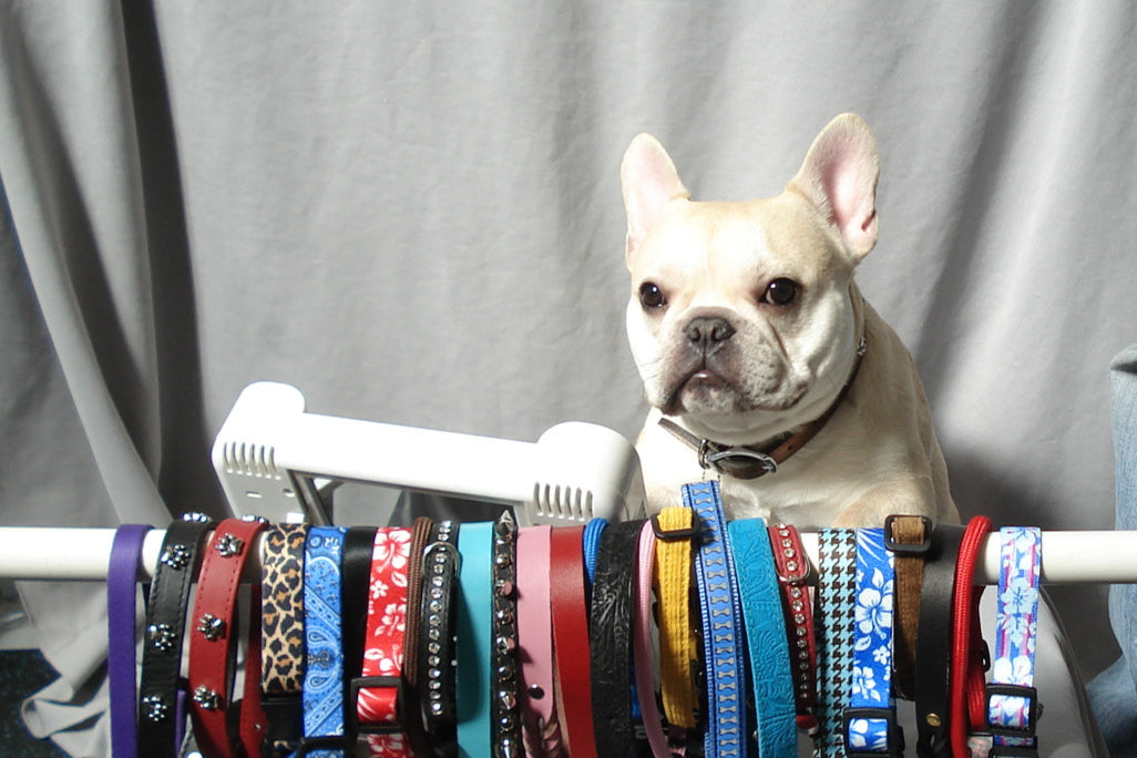Dog sitting behind a row of colorful dog collars.
