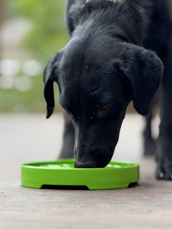 Garden Design eTray - Shallow Slow Feeder Dog Bowl - Partner Brand