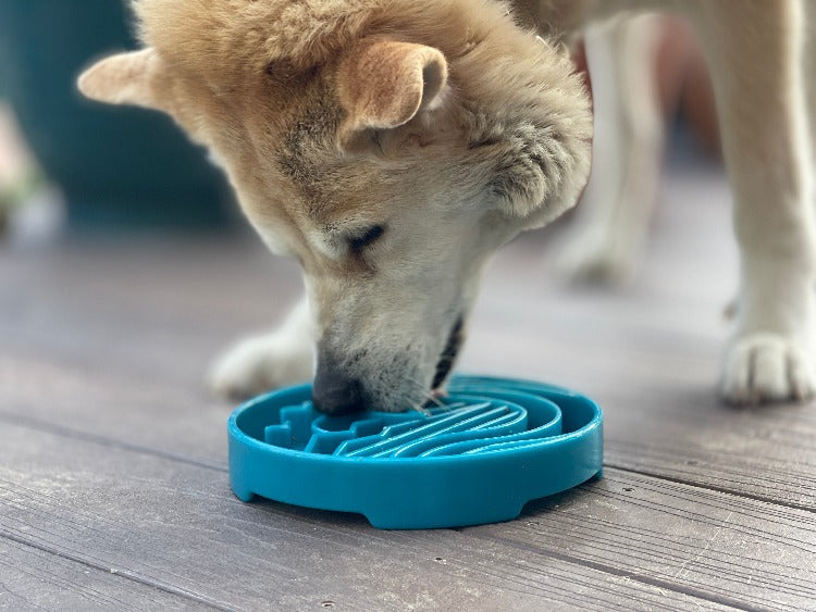 Baja Design eTray - Shallow Slow Feeder Dog Bowl - Partner Brand