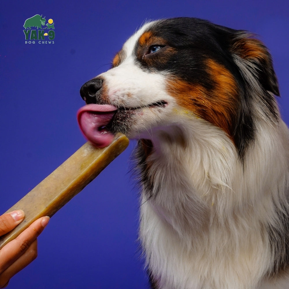 Blueberry Cheese Chews for Dogs - Partner Brand