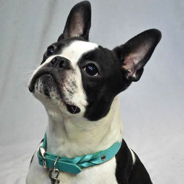 Leather Buckle Collar