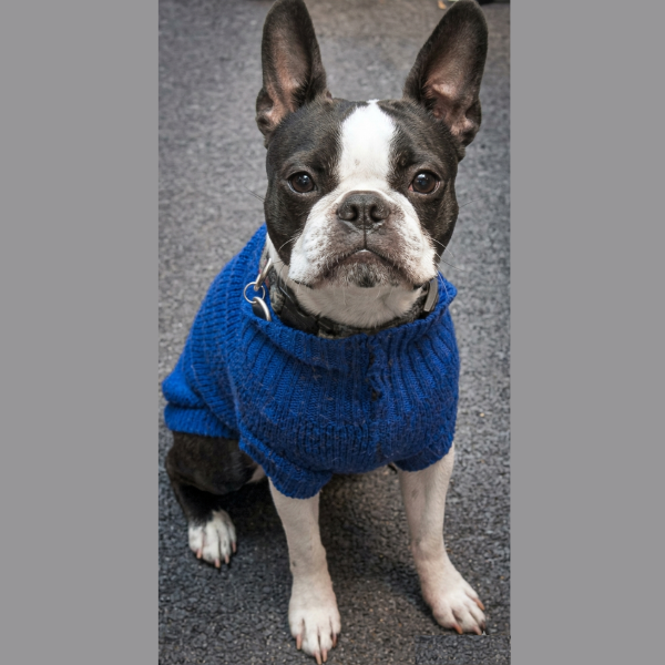 Solid Turtleneck