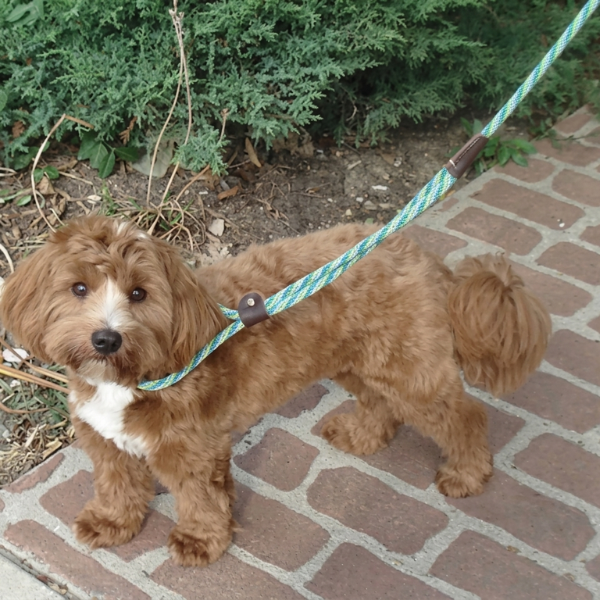 Twist Martingale "Dog Walker"
