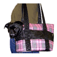 A black smooth Brussels Griffon in the Pink Plaid Padded Shoulder Carrier.