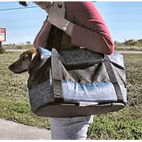 A brown Dachshund in the Blue Padded Shoulder Carrier.