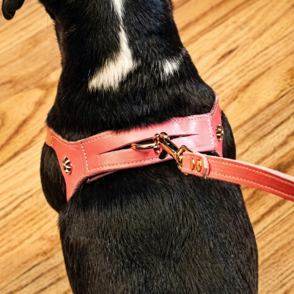 Choke Free Shoulder Collar Dog Harness