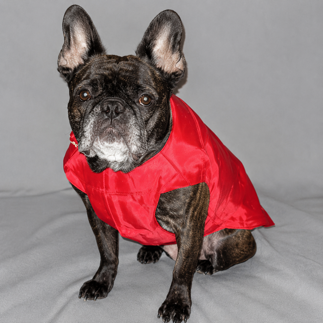 North Paw Puffy Vest