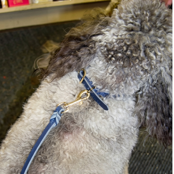 Leather Buckle Collar