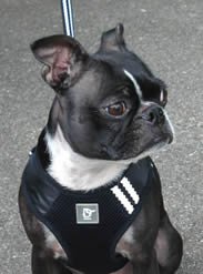 EasyGO Harness - Partner Brand