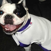 Smiling Pied French Bulldog wearing the K9 Kool Coat.